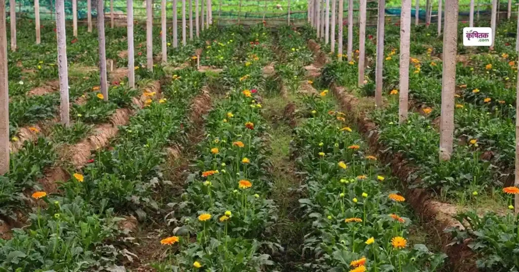 Gerbera Flower Cultivation in Hindi