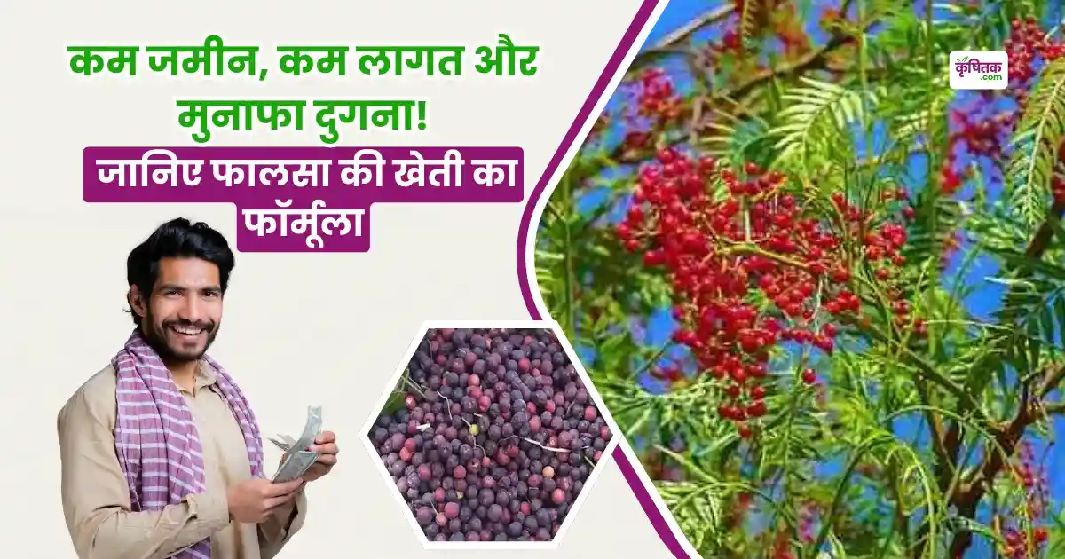 Falsa Ki Kheti