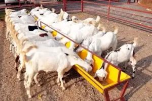 bakri palan