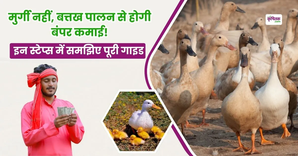 Duck Farming