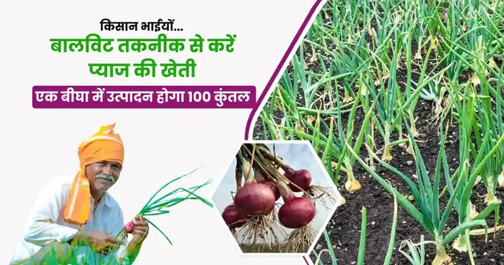 Balvit Vidhi Se Pyaj Ki Kheti