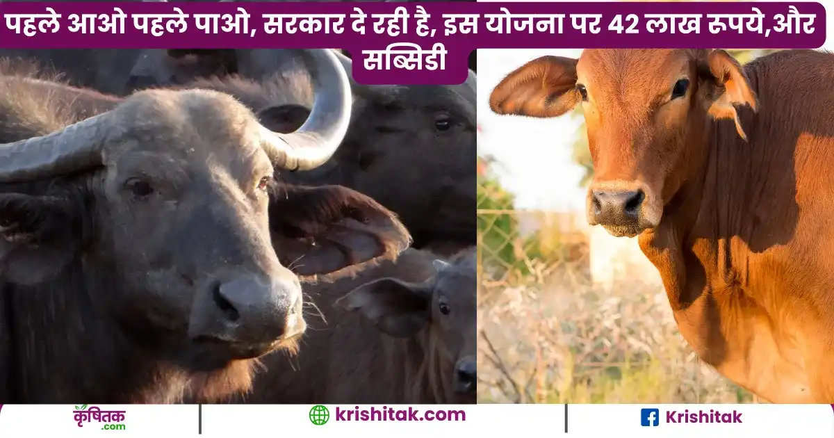 Dr. Bhimrao Ambedkar Kamdhenu Scheme 2025