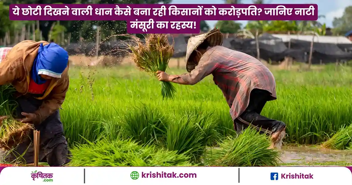 Nati Mansuri Dhan Ki Kheti