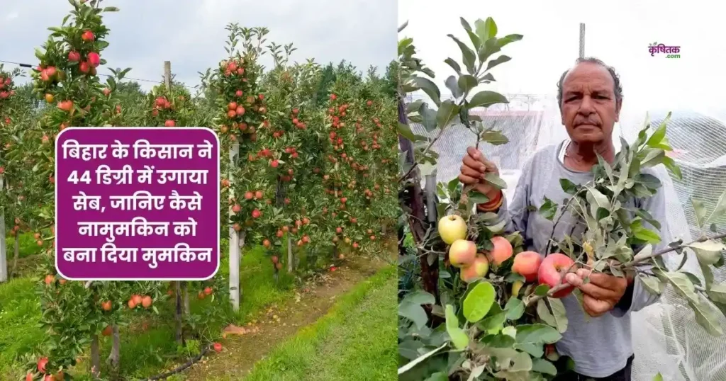 Apple Farming