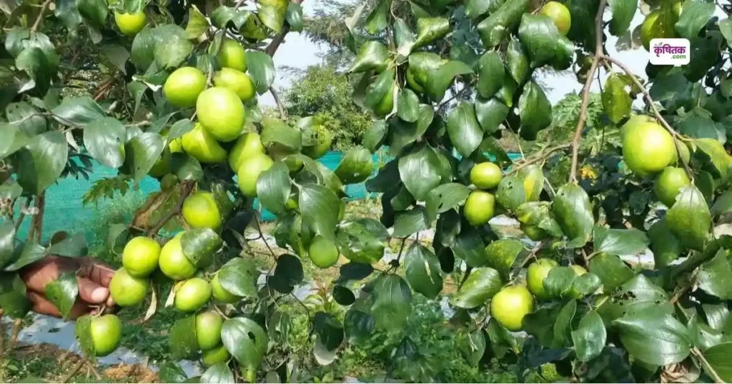 बेर की ये 2 किस्में कर रही हैं कमाल, बेमौसम भी लदे रहते हैं फल, जानिए कैसे