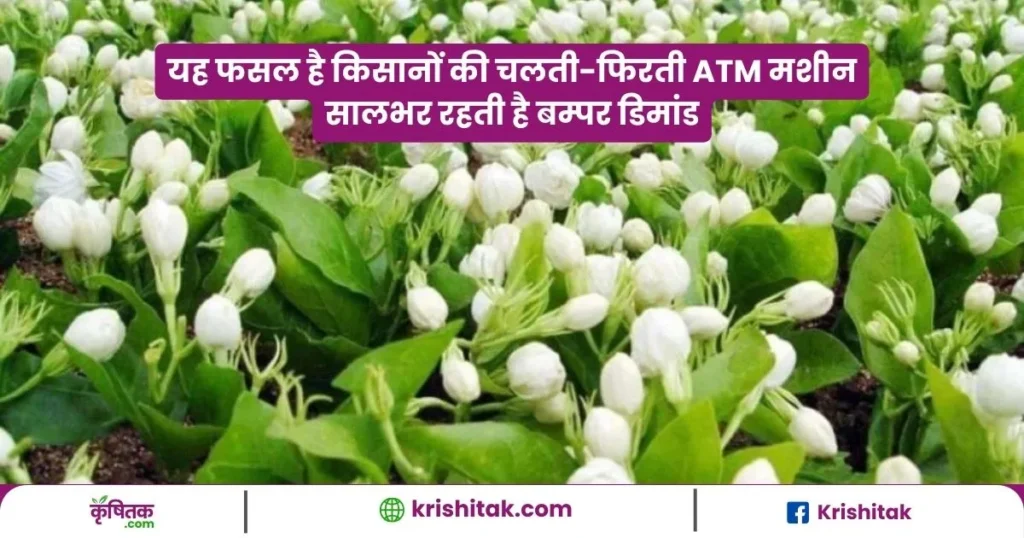 Bela Ki Kheti