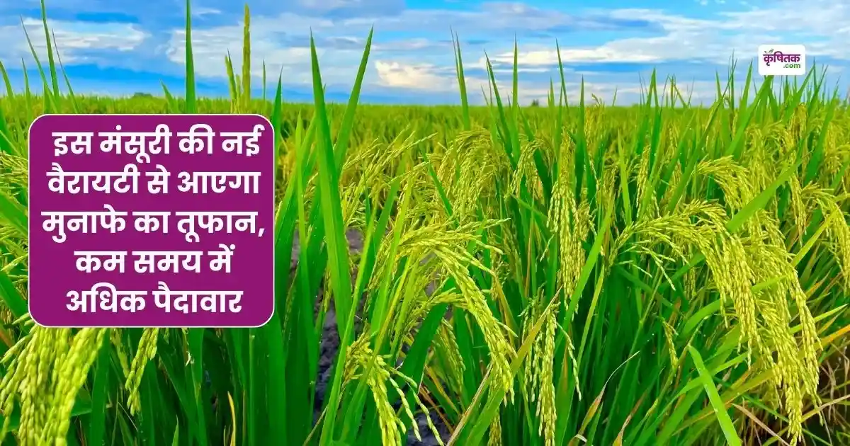 New Sabaur Mansuri Paddy Variety
