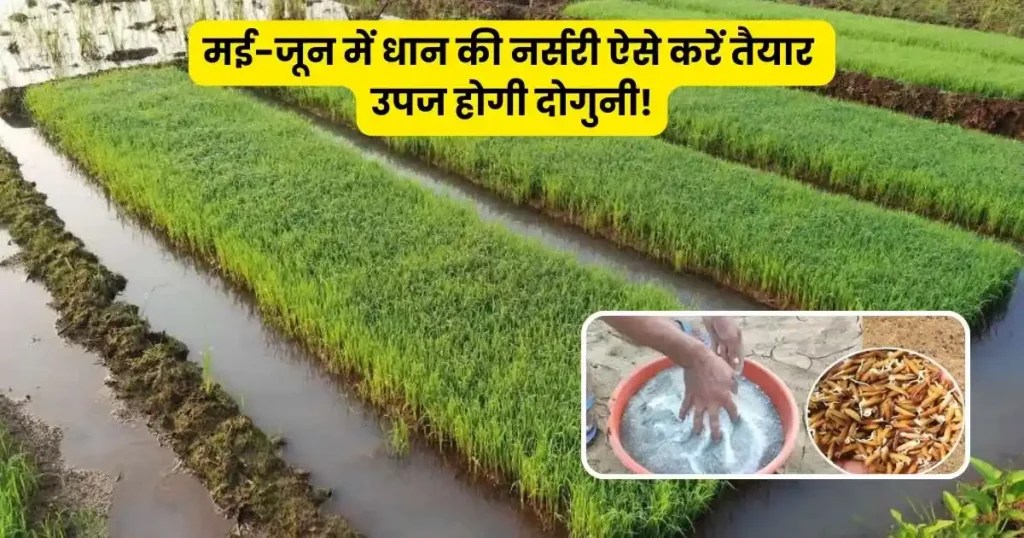 Dhan ki Nursery kaise Taiyar kare