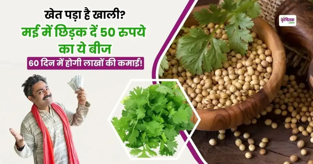 May me Dhaniya ki kheti