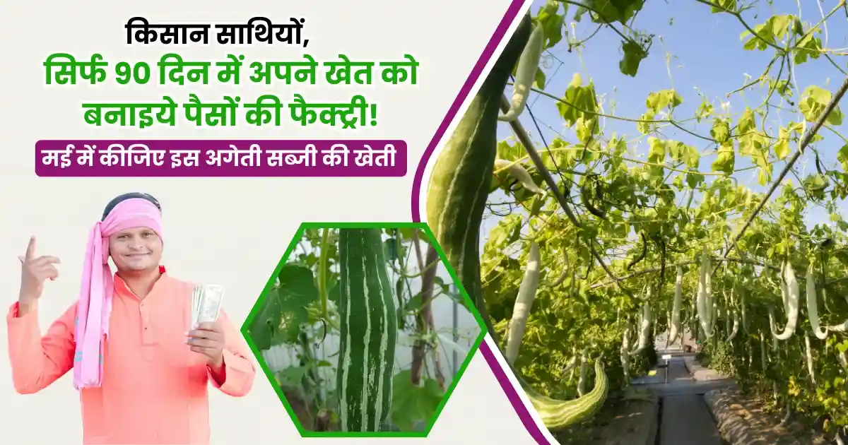 Chichinda Ki Kheti