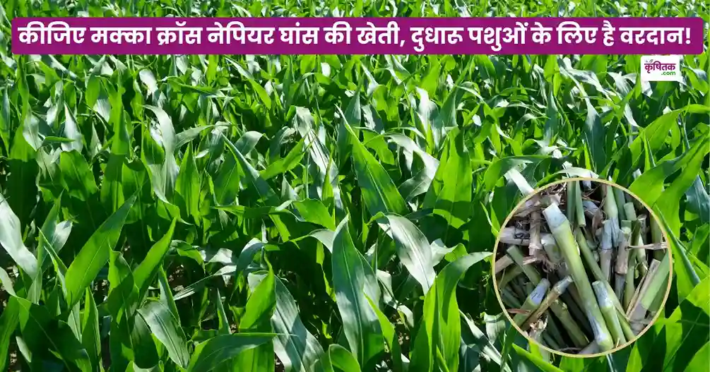 Maize cross Napier grass