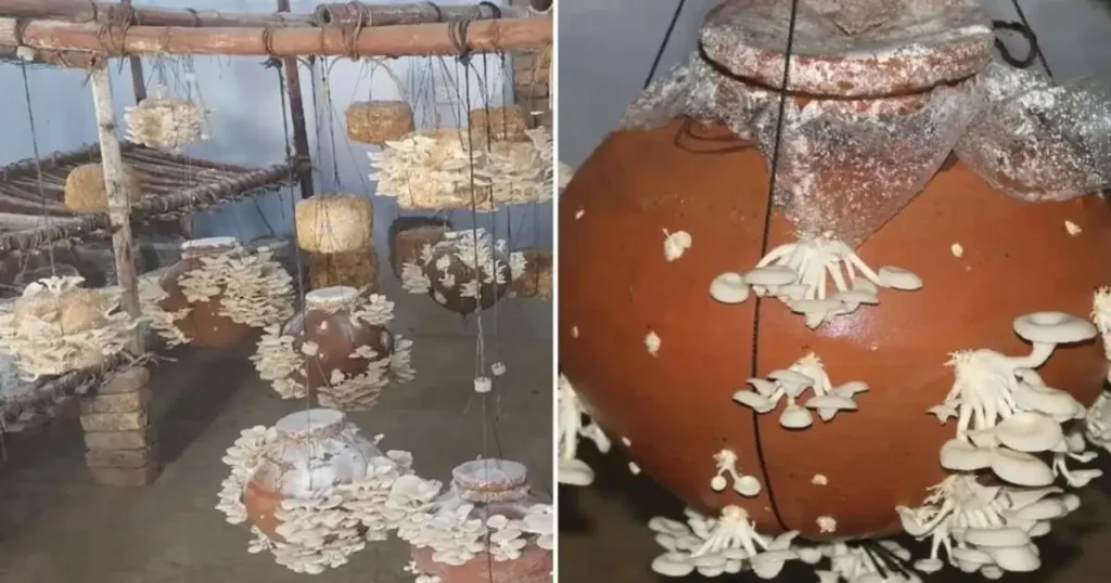 Matke Me Mushroom Kaise Ugaen