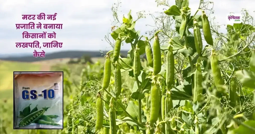 Peas Eagle Gold GS-10 Variety