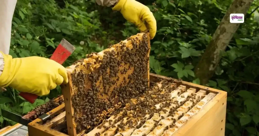 Apiculture: मधुमक्खी पालन से कम खर्च में लाखों की कमाई, सरकार दे रही है 40% सब्सिडी, जानें कैसे शुरू करें