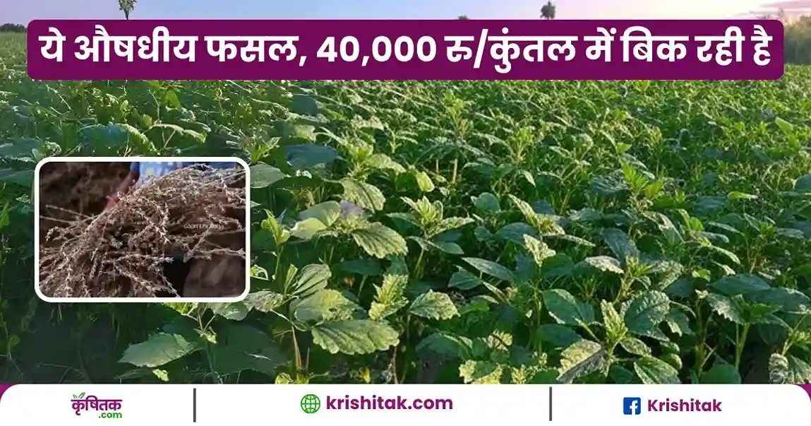 Malinga Ki Kheti