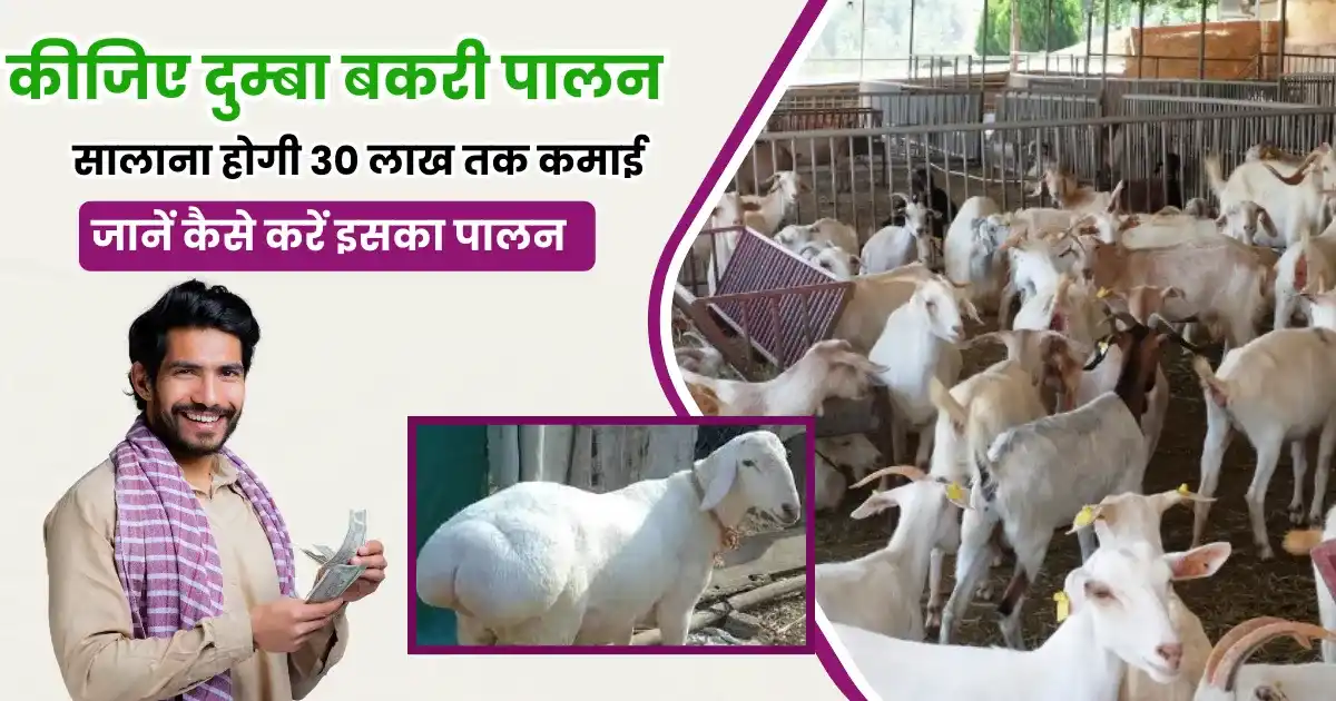 Dumba Goat Farming