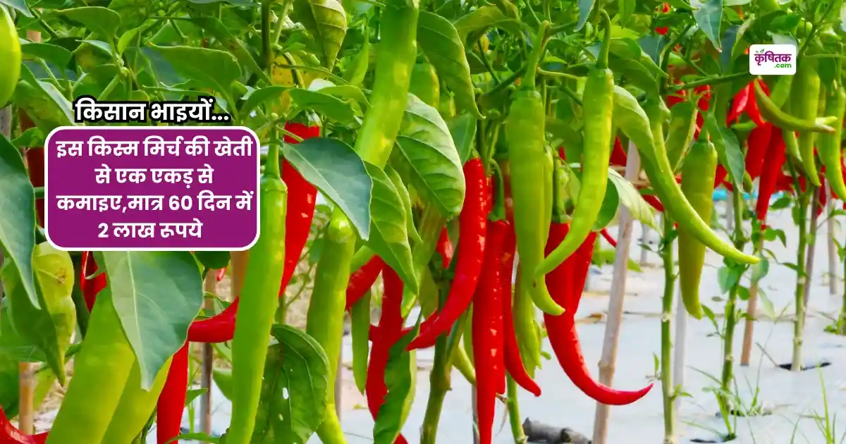 SVHA1452 Mirch Variety