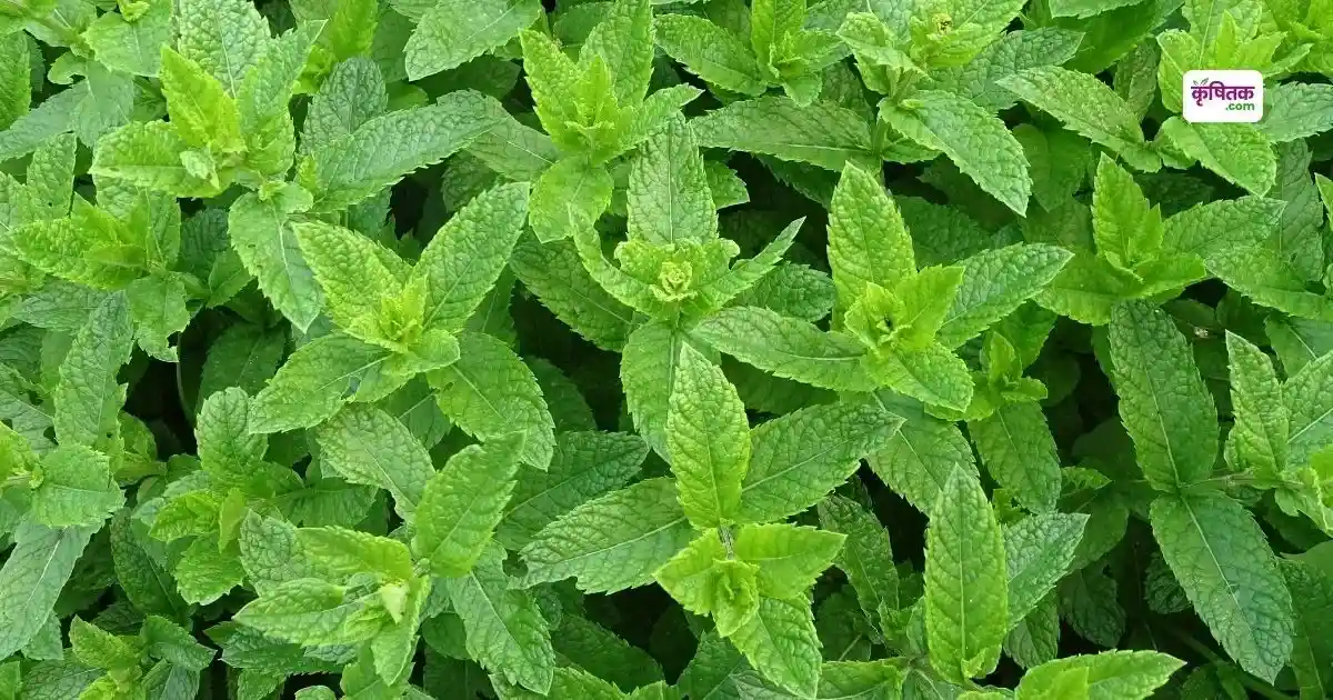 Mentha Plant Cultivation