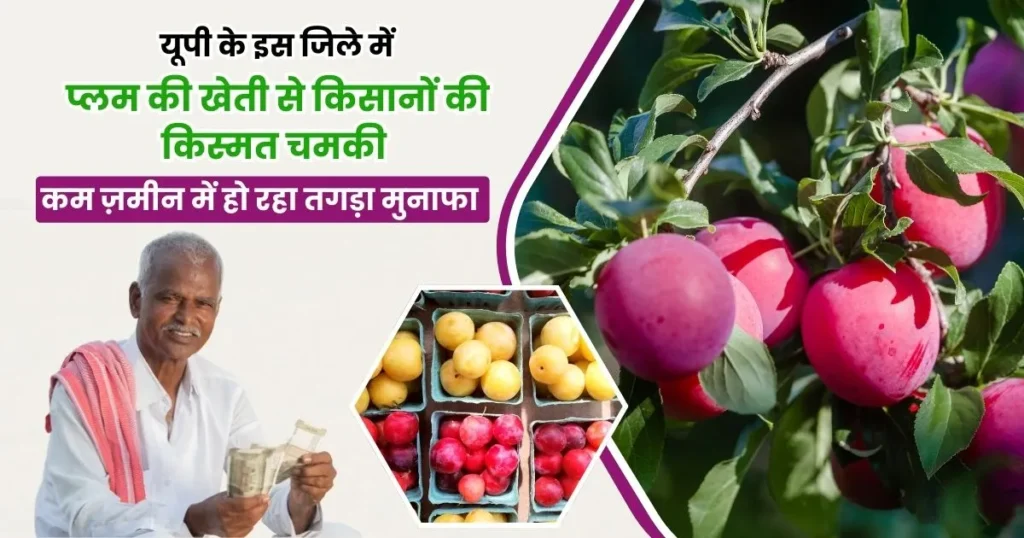 Plum Farming