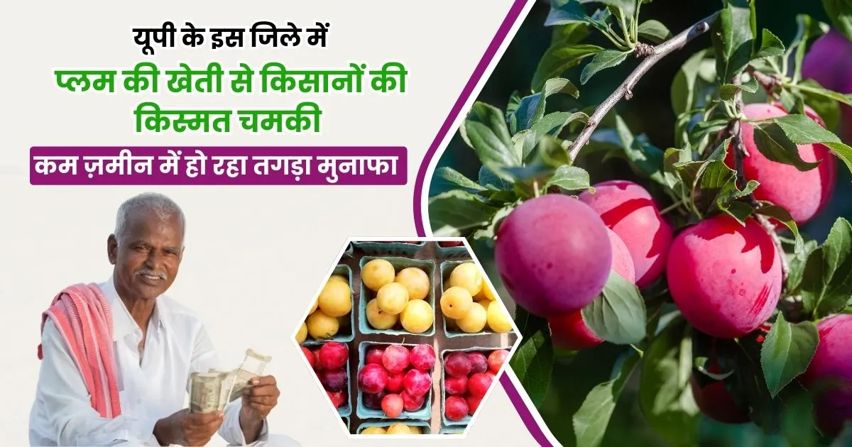 Plum Farming