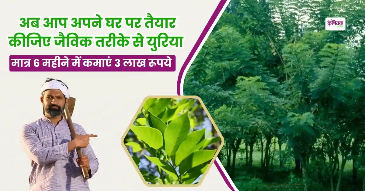 Gliricidia Se Jaivik Urea Kaise Banaen