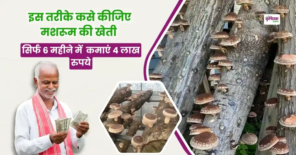 Lakdi Par Mashroom Kaise Ugaye