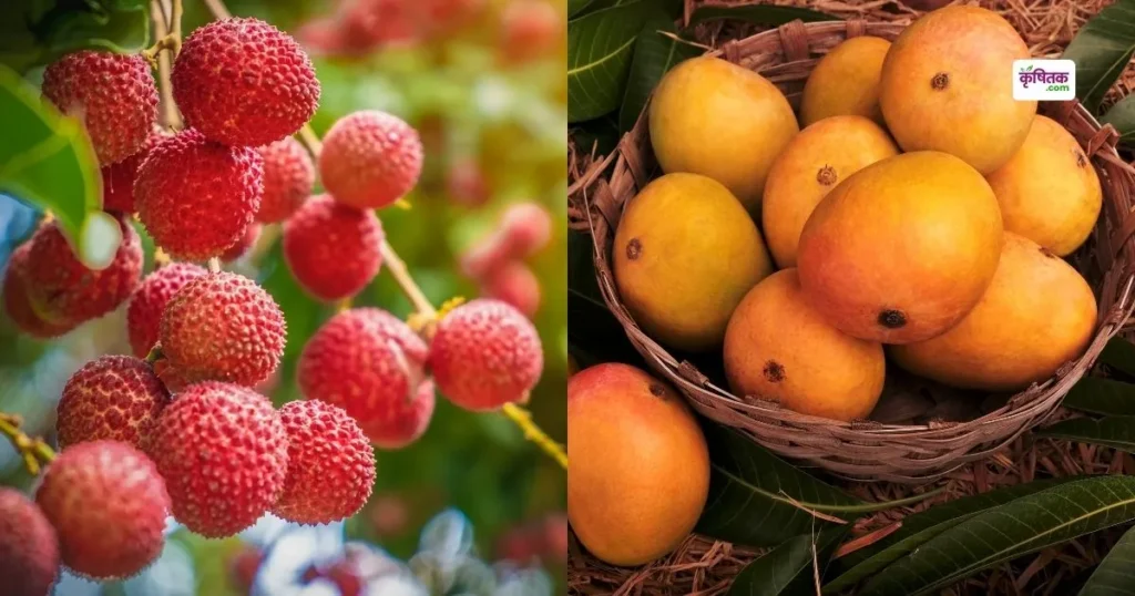 Litchi prices cross Rs 400 mango prices fall