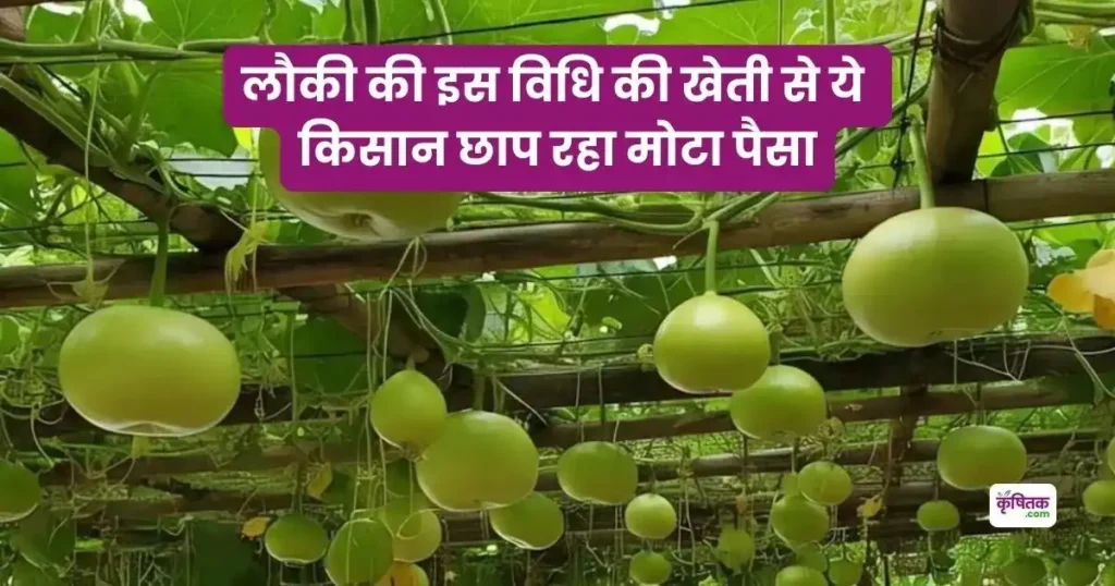 Lauki Ki Kheti