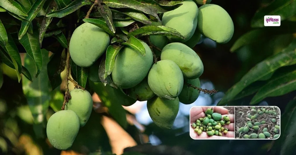 वैज्ञानिकों ने बताया क्यों समय से पहले झड़ जाते हैं आम, किसान तुरंत करें ये आसान उपाय वरना होगा बड़ा घाटा