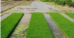 Walking Rice Transplanter