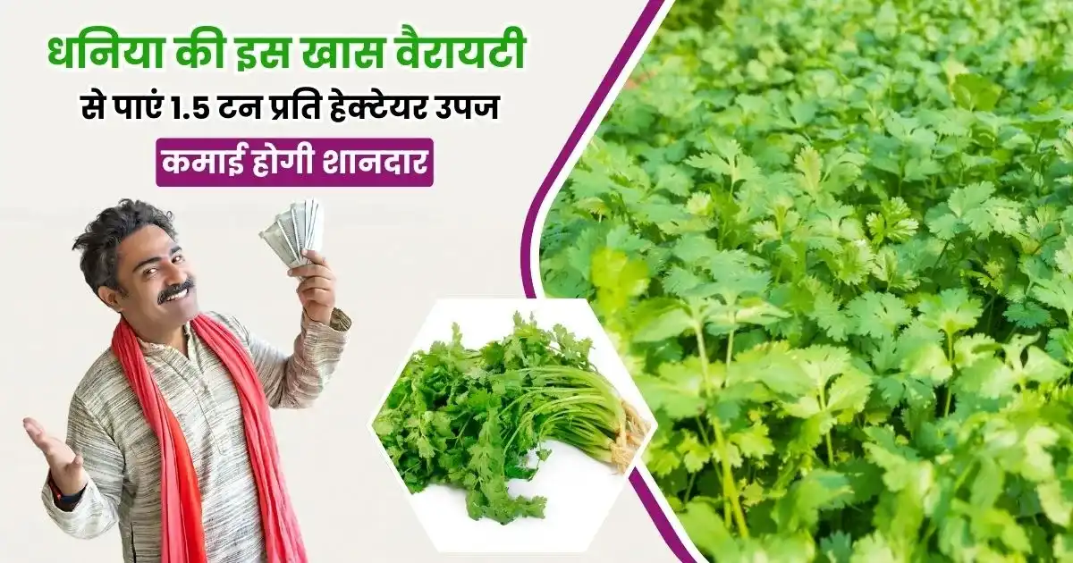 Chandrahasini Coriander 2 Variety