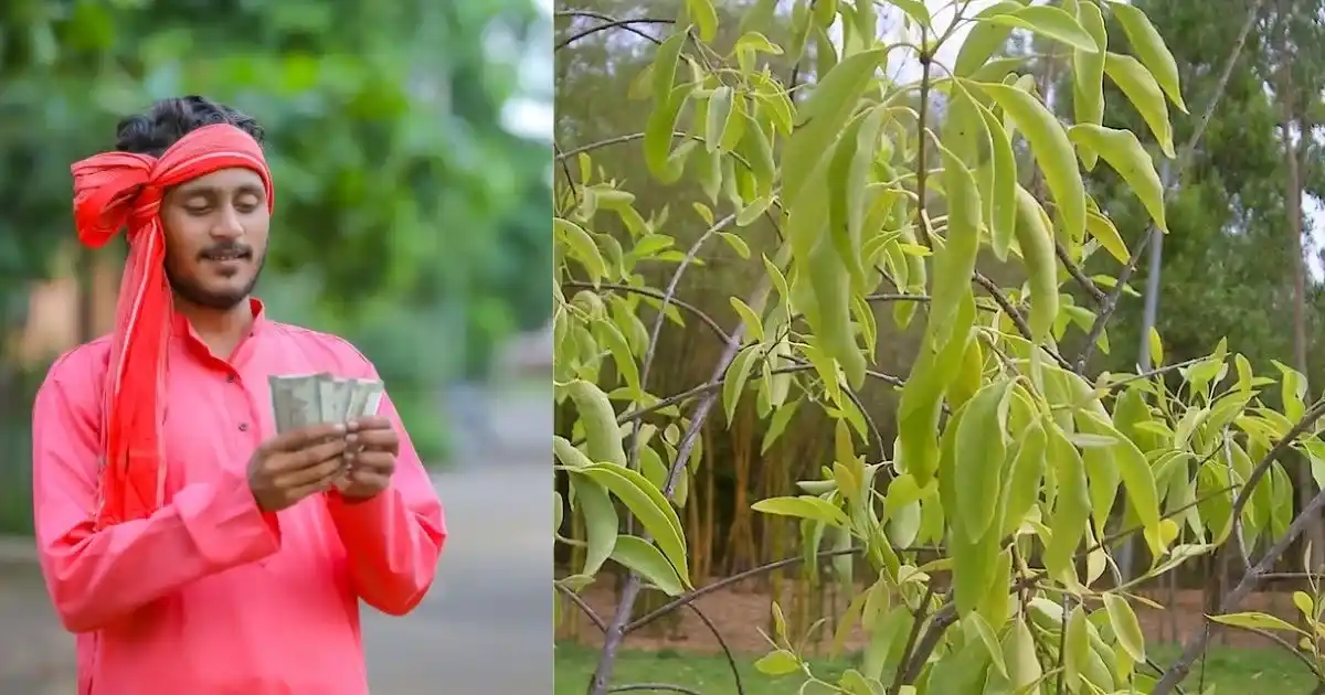 White Sandalwood Cultivation Tips