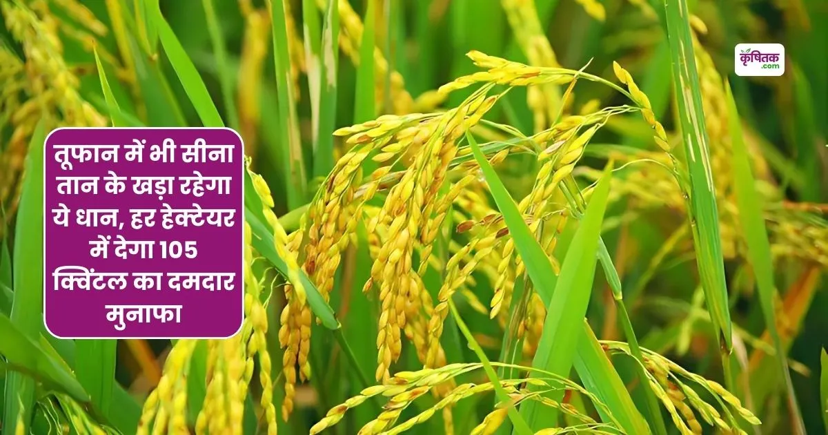 New variety of paddy Sabour pratap
