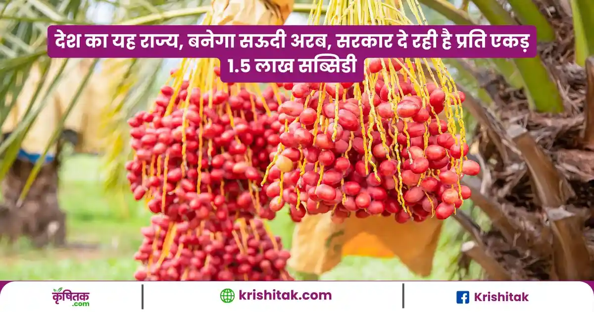 Haryana Me Khajoor Ki Kheti