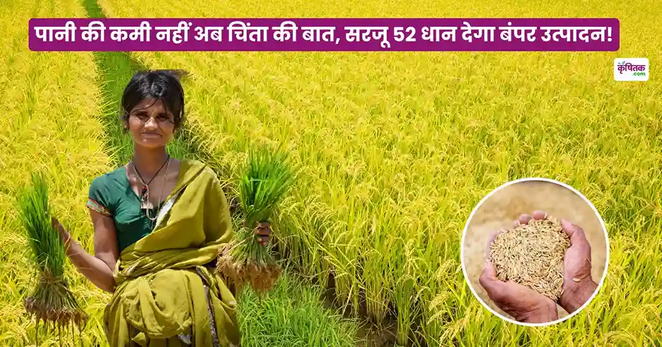 Sarju 52 Dhan