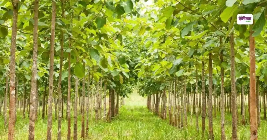 Teak Cultivation Tips