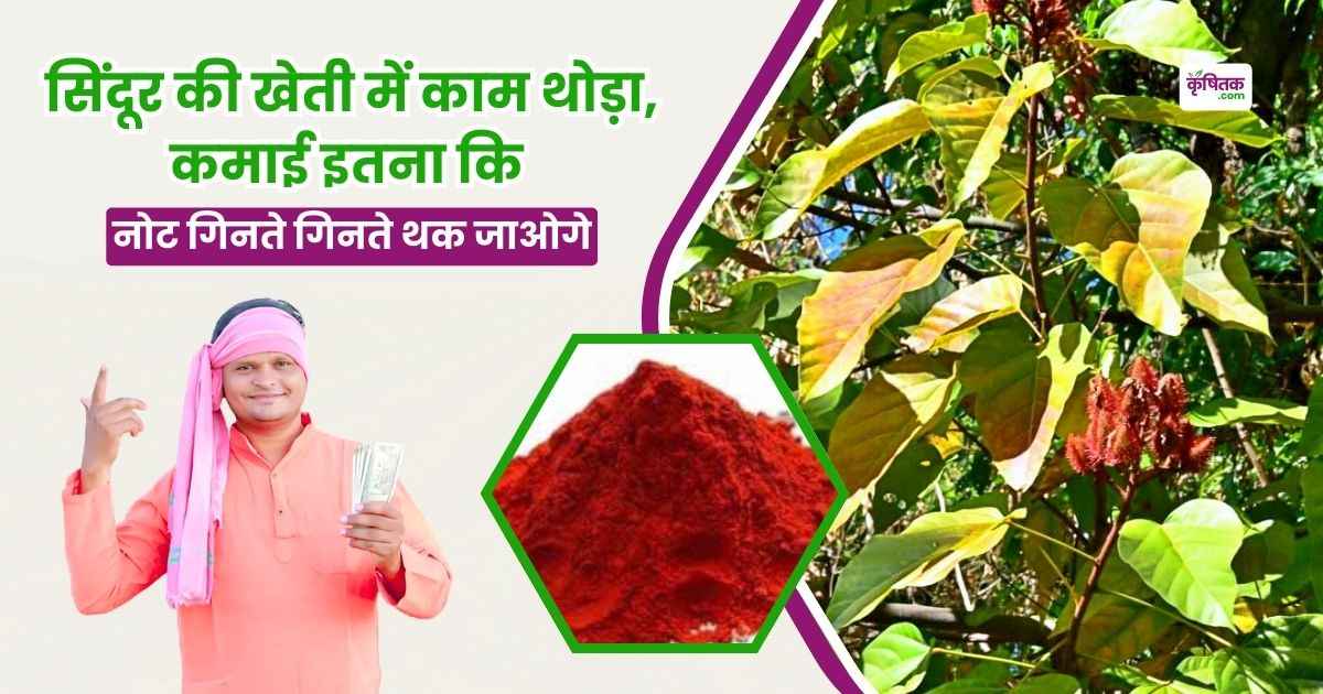 Vermilion Cultivation In Hindi