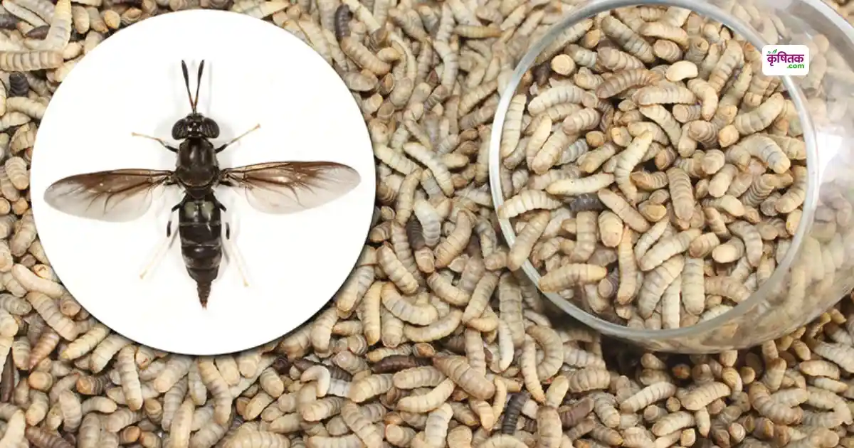 Black Soldier Fly Farming