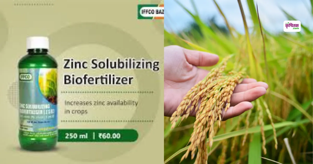 Zinc Biofertilizer