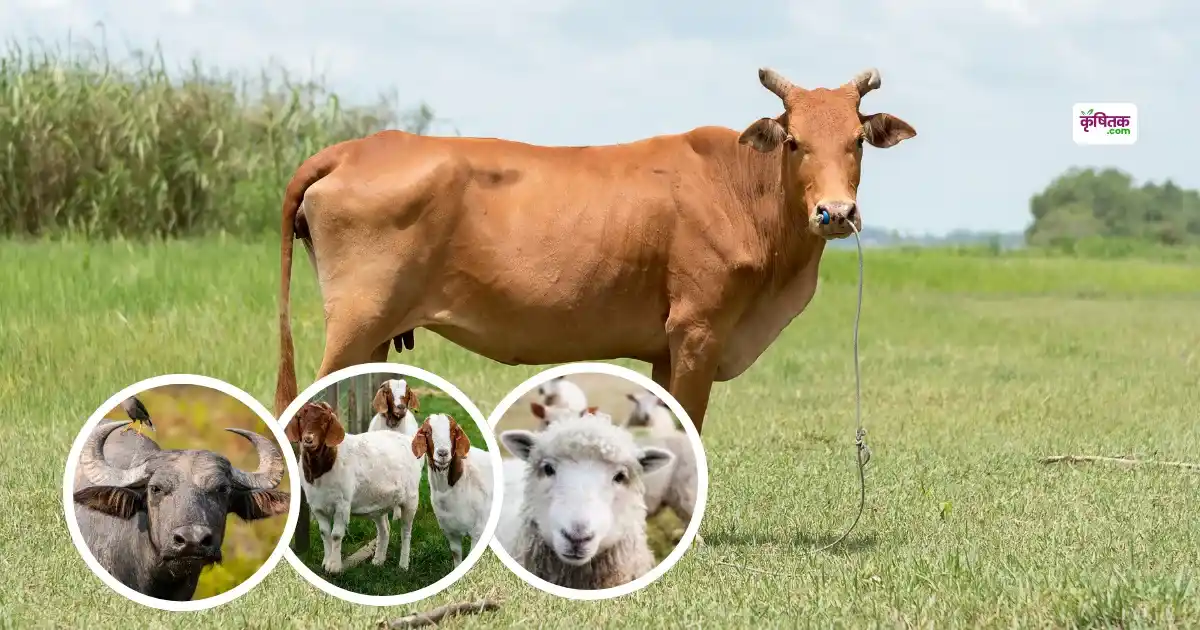42 lakh animals in Rajasthan will get free insurance registration will start soon