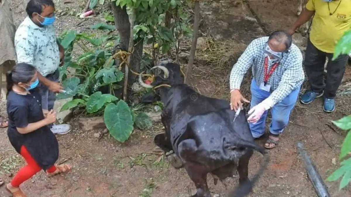पशुपालकों के लिए बड़ी खुशखबरी! सिर्फ ₹2 में होगा इलाज, इस नंबर पर कॉल करते ही डॉक्टर पहुंचेगा घर