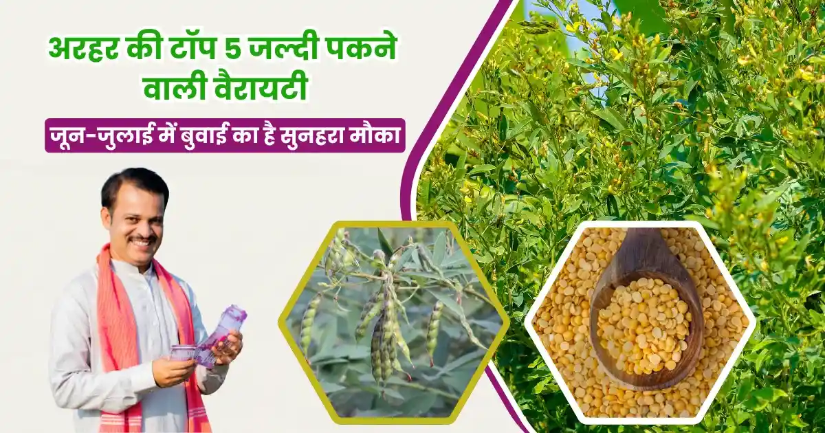 Arhar Top 5 Varieties in 2025