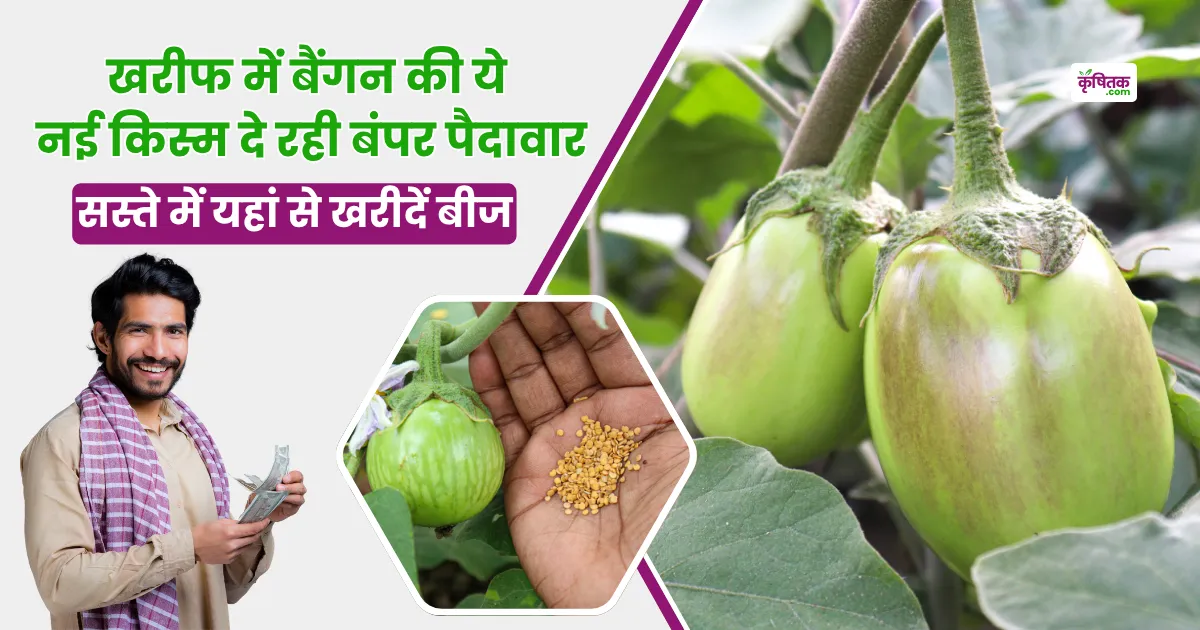 Brinjal CT-111 Variety