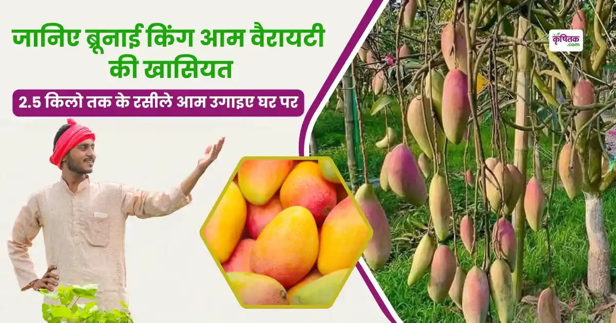 Brunai King mango variety