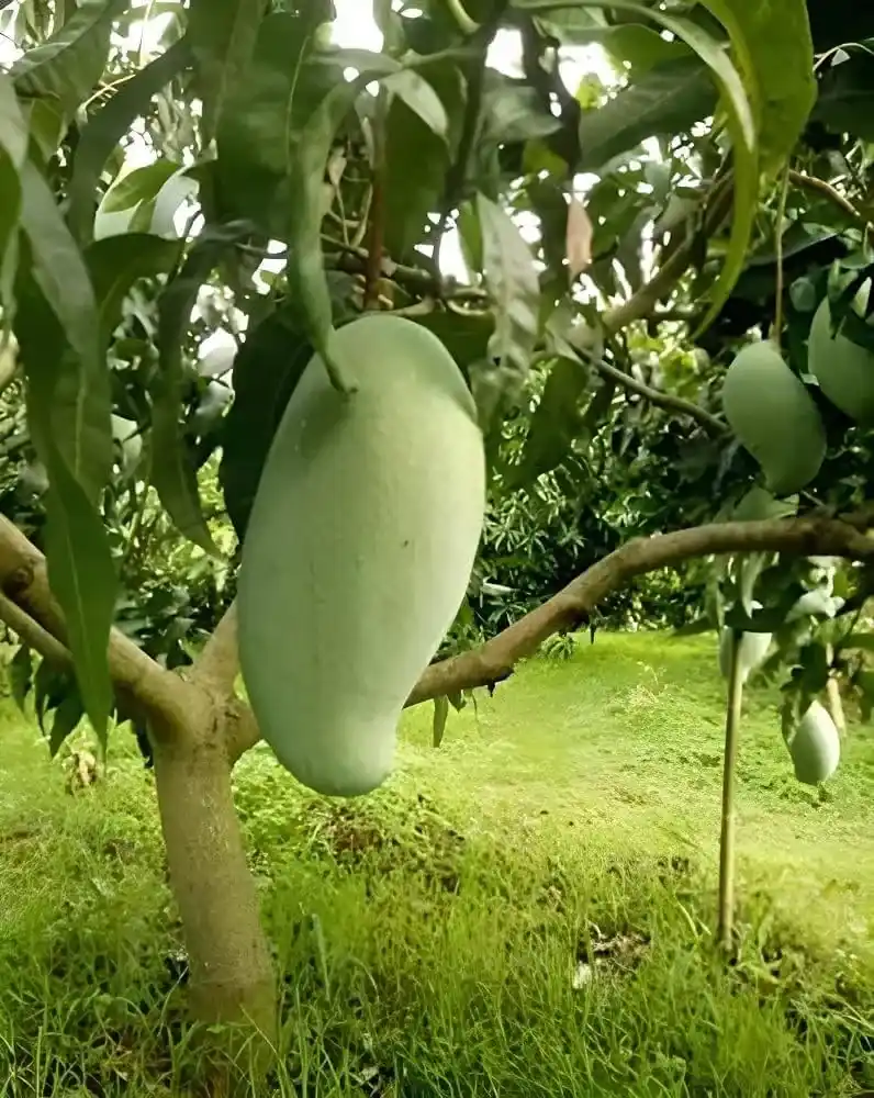 2.5 किलो तक के रसीले आम उगाइए घर पर, जानिए ब्रूनाई किंग वैरायटी की खासियत