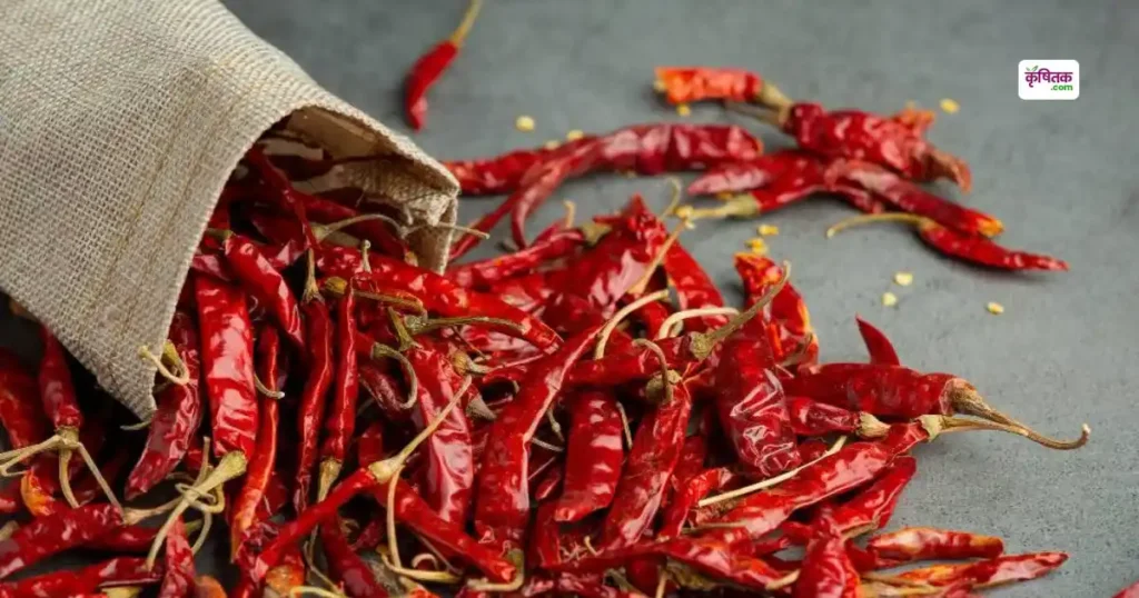 Byadagi Chilli