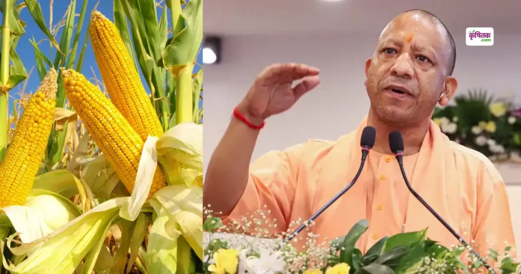 Corn Msp in Up