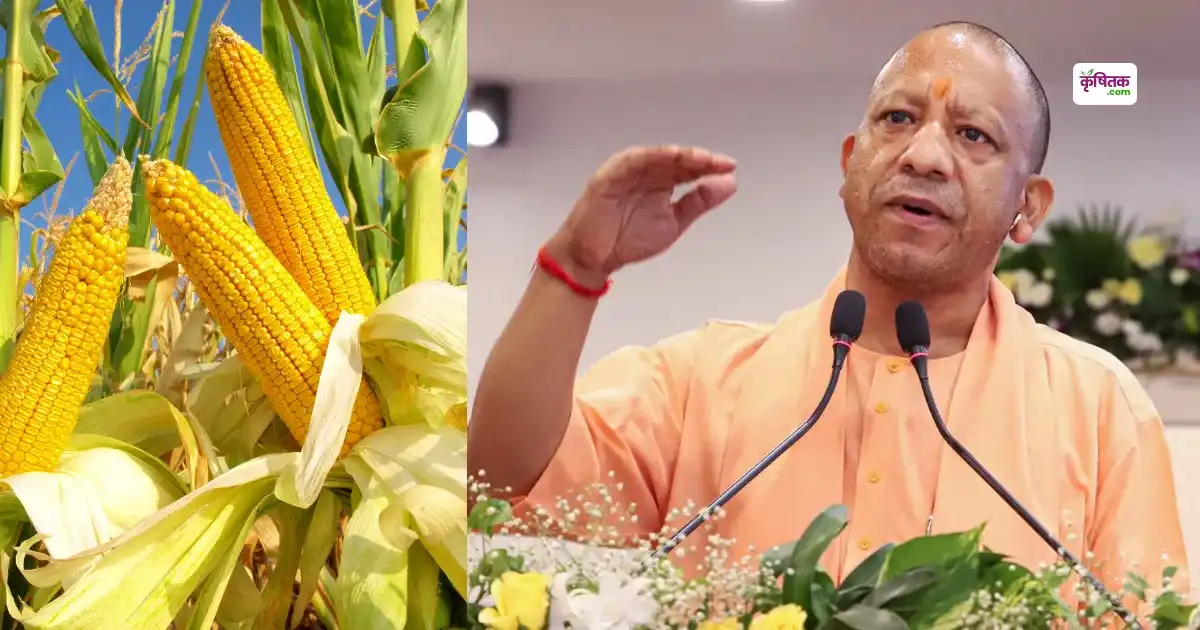 Corn Msp in Up