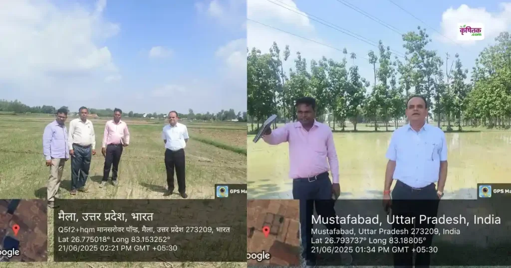 DSR Paddy Cultivation in UP
