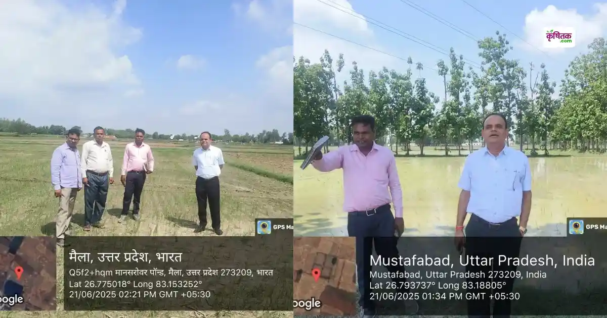 DSR Paddy Cultivation in UP
